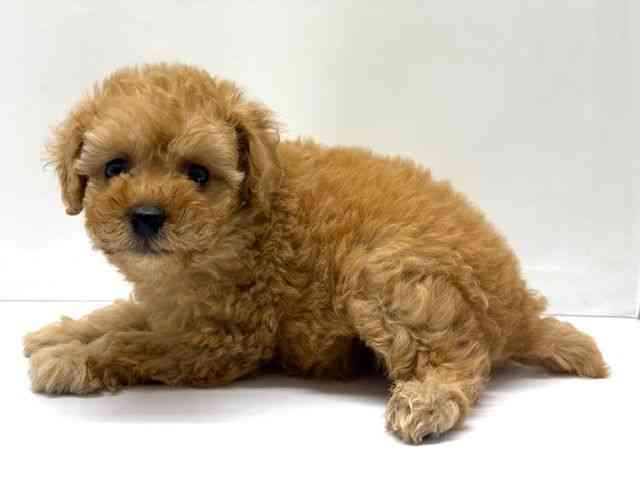 大阪府のトイプードル(トイ) (ひごペットフレンドリーベルファⅡ都島店/2026年1月8日生まれ/女の子/オレンジフォーン)の子犬の3枚目の画像