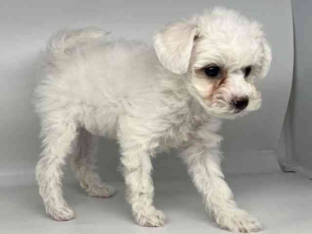 徳島県のビションフリーゼ (ひごペットフレンドリーゆめタウン徳島店/2026年1月11日生まれ/女の子/ホワイト)の子犬の3枚目の画像