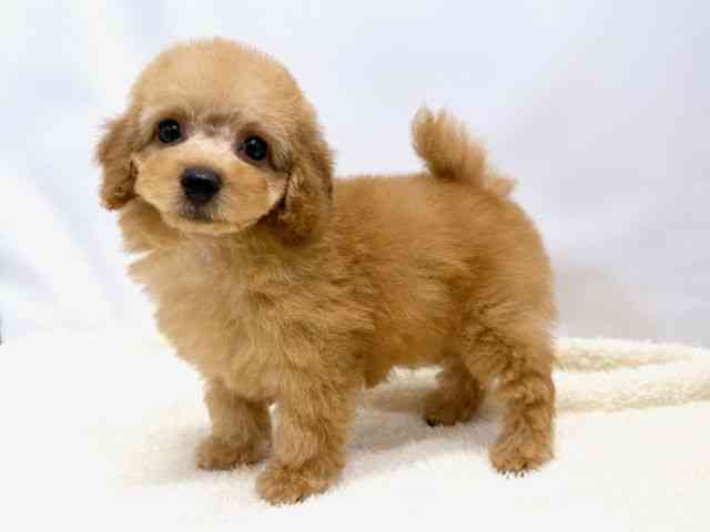 広島県のトイプードル(トイ) (ひごペットフレンドリーゆめタウン廿日市店/2026年1月8日生まれ/女の子/オレンジフォーン)の子犬の3枚目の画像