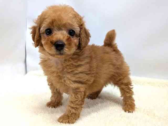 広島県のトイプードル(トイ) (ひごペットフレンドリーゆめタウン廿日市店/2026年1月8日生まれ/女の子/オレンジフォーン)の子犬の3枚目の画像