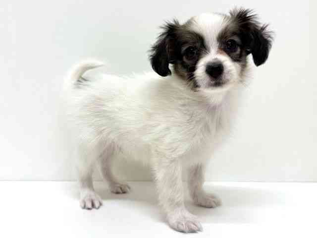 大阪府のパピヨン (ひごペットフレンドリーくずはモール店/2026年1月11日生まれ/男の子/ホワイトブラウン)の子犬の3枚目の画像