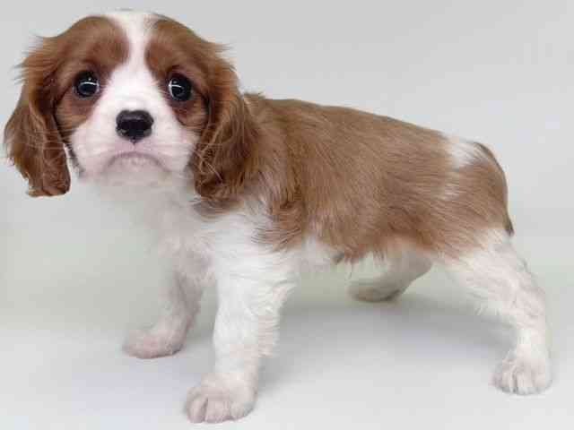 大阪府のキャバリアキングチャールズスパニエル (ひごペットフレンドリー瓜破店/2026年1月11日生まれ/男の子/ブレンハイム)の子犬の3枚目の画像