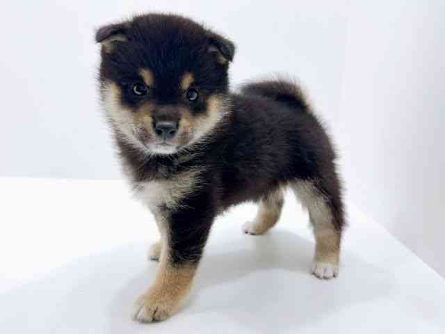 広島県の柴犬(標準サイズ) (ひごペットフレンドリーフジグラン神辺店/2026年1月12日生まれ/男の子/黒)の子犬の3枚目の画像