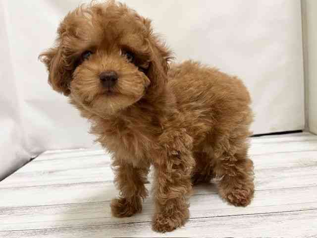 和歌山県のトイプードル(トイ) (ひごペットフレンドリーパームシティ和歌山店/2026年1月11日生まれ/女の子/レッド)の子犬の3枚目の画像