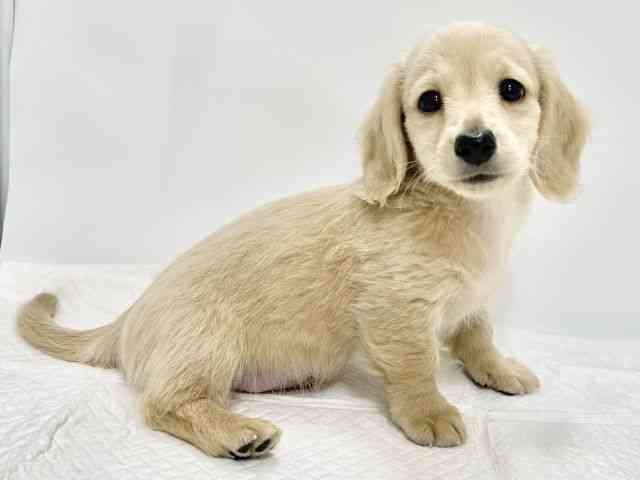 高知県のカニンヘンダックスフンド(ロング) (ひごペットフレンドリーイオンモール高知店/2026年1月8日生まれ/男の子/イエロー)の子犬の3枚目の画像