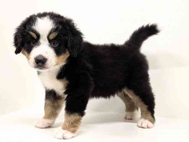 福岡県のバーニーズマウンテンドッグ (ひごペットフレンドリーリバーウォーク北九州店/2026年1月12日生まれ/男の子/ブラックラストホワイト)の子犬の3枚目の画像