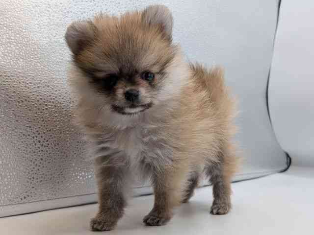 香川県のポメラニアン (ひごペットフレンドリーゆめタウン高松店/2026年1月7日生まれ/女の子/オレンジセーブル)の子犬の3枚目の画像