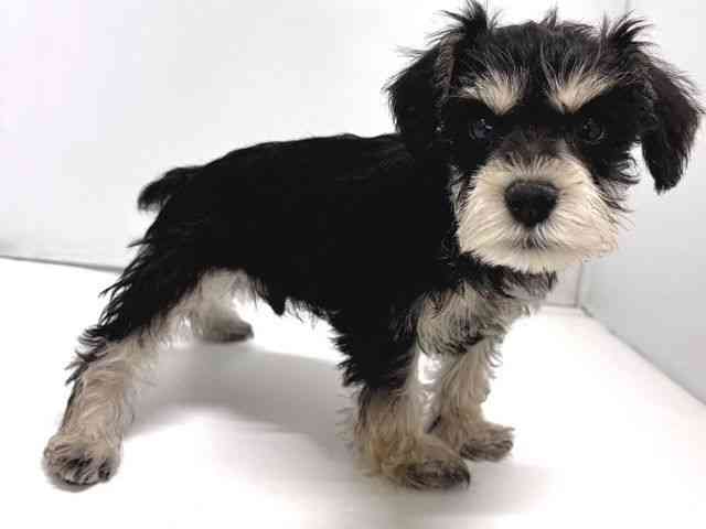 奈良県のミニチュアシュナウザー (ひごペットフレンドリー奈良パワーシティ店/2026年1月10日生まれ/男の子/ブラックシルバー)の子犬の3枚目の画像