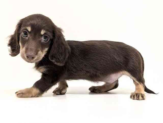 福岡県のミニチュアダックスフンド(ロング) (ひごペットフレンドリーリバーウォーク北九州店/2026年1月7日生まれ/男の子/チョコレートイエロー)の子犬の3枚目の画像