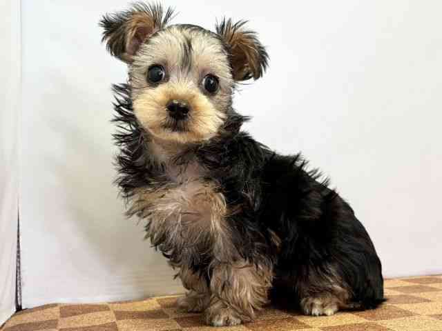 愛媛県のヨークシャーテリア (ひごペットフレンドリーエミフルMASAKI店/2026年1月12日生まれ/女の子/スチールブルータン)の子犬の3枚目の画像