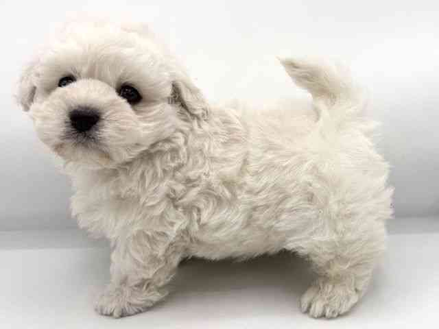 大阪府のハーフ犬・ミックス犬 (ひごペットフレンドリーららぽーとEXPOCITY店/2026年1月10日生まれ/男の子/ホワイト)の子犬の3枚目の画像