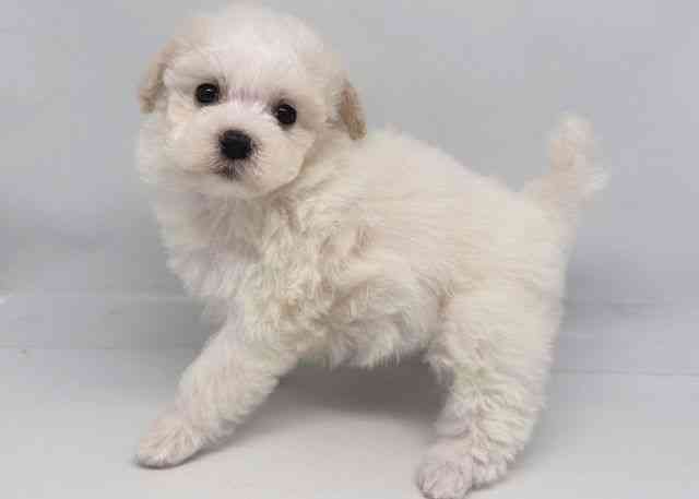 鳥取県のビションプー(ビションフリーゼ×プードル) (ひごペットフレンドリーイオンモール鳥取北店/2026年1月12日生まれ/女の子/ホワイト)の子犬の3枚目の画像