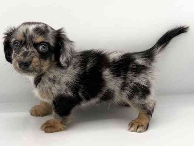 大阪府のチワックス(チワワ×ダックス) (ひごペットフレンドリーららぽーとEXPOCITY店/2026年1月12日生まれ/男の子/ブルーマール)の子犬の3枚目の画像