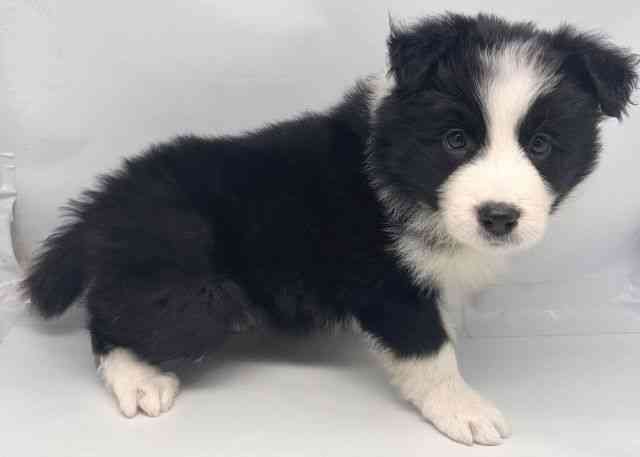 鳥取県のボーダーコリー (ひごペットフレンドリーイオンモール鳥取北店/2026年1月10日生まれ/男の子/ブラックホワイト)の子犬の3枚目の画像