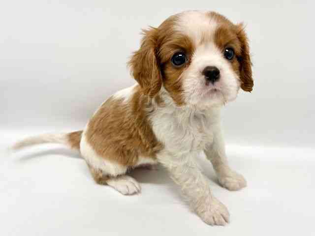 大阪府のキャバリアキングチャールズスパニエル (ひごペットフレンドリーイオンタウン豊中庄内店/2026年1月10日生まれ/男の子/ブレンハイム)の子犬の3枚目の画像