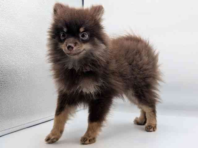 香川県のポメラニアン (ひごペットフレンドリーゆめタウン高松店/2026年1月12日生まれ/女の子/チョコレートタン)の子犬の3枚目の画像