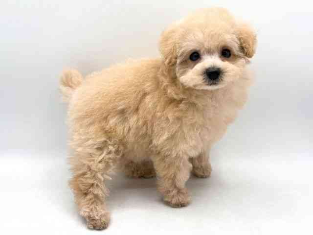 奈良県のトイプードル(トイ) (ひごペットフレンドリー田原本店/2026年1月12日生まれ/女の子/アプリコット)の子犬の3枚目の画像