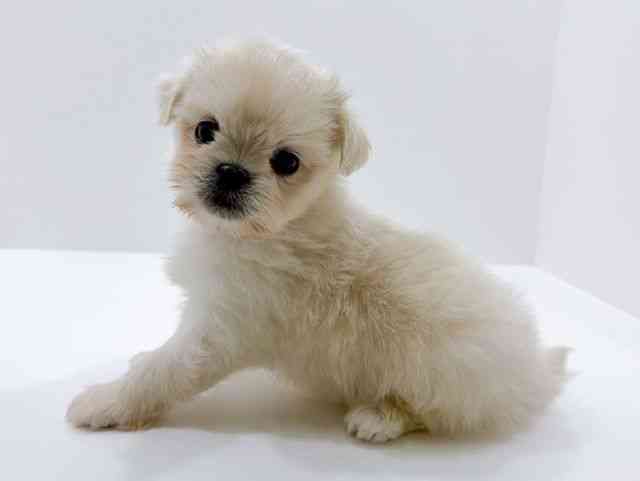 広島県のペキマル/マルペキ(ペキニーズ×マルチーズ) (ひごペットフレンドリーフジグラン神辺店/2026年1月11日生まれ/男の子/ホワイト)の子犬の3枚目の画像