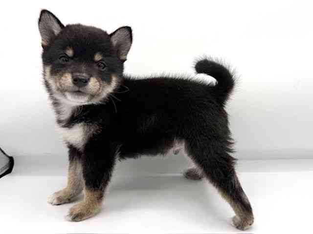 大阪府の柴犬(標準サイズ) (ひごペットフレンドリーららぽーとEXPOCITY店/2026年1月11日生まれ/男の子/黒)の子犬の3枚目の画像