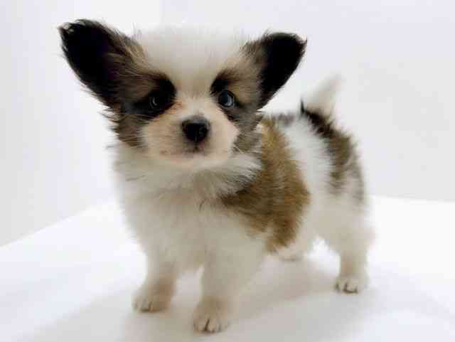 広島県のパピヨン (ひごペットフレンドリーフジグラン神辺店/2026年1月13日生まれ/男の子/ホワイトブラウン)の子犬の3枚目の画像