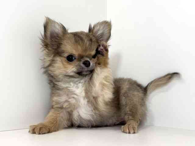 兵庫県のチワワ(ロング) (ひごペットフレンドリーイトーヨーカドー明石店/2026年1月13日生まれ/男の子/ブルーフォーンホワイト)の子犬の3枚目の画像