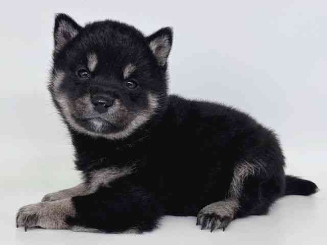 大阪府の柴犬(標準サイズ) (ひごペットフレンドリー瓜破店/2026年1月12日生まれ/女の子/黒)の子犬の3枚目の画像