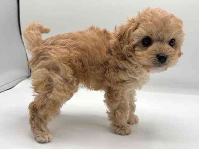 愛知県のキャバプー(キャバリア×プードル) (ひごペットフレンドリープライムツリー赤池店/2026年1月11日生まれ/女の子/アプリコット)の子犬の3枚目の画像