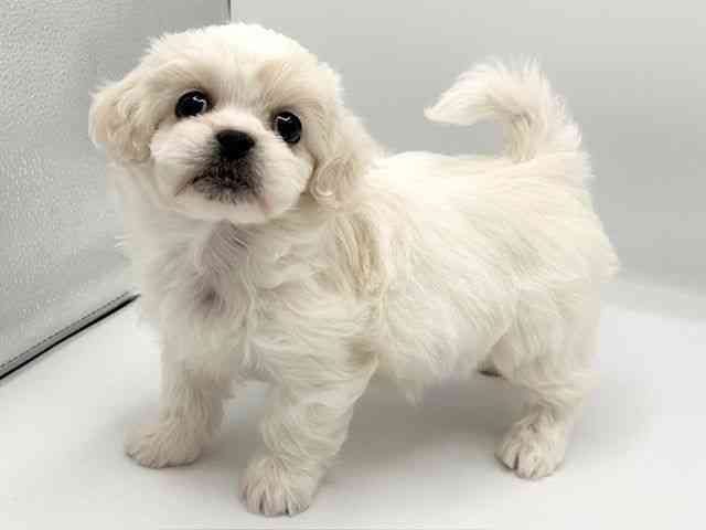 京都府のハーフ犬・ミックス犬 (ひごペットフレンドリーイオンモール高の原店/2026年1月10日生まれ/女の子/ホワイトクリーム)の子犬の3枚目の画像