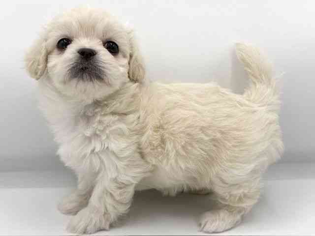 大阪府のハーフ犬・ミックス犬 (ひごペットフレンドリーららぽーとEXPOCITY店/2026年1月10日生まれ/女の子/ホワイトクリーム)の子犬の3枚目の画像