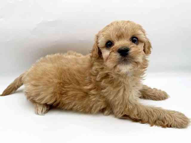 奈良県のペキプー(ペキニーズ×プードル) (ひごペットフレンドリートナリエ大和高田店/2026年1月13日生まれ/女の子/アプリコット)の子犬の3枚目の画像