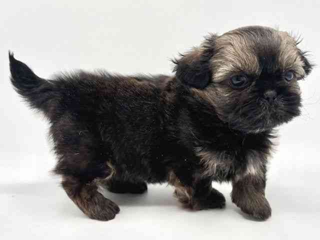 大阪府のペキシーズー/ペキズー(ペキニーズ×シーズー) (ひごペットフレンドリーみのおキューズモール店/2026年1月10日生まれ/男の子/フォーン)の子犬の3枚目の画像