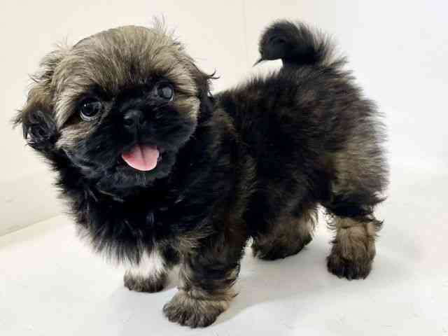 大阪府のペキシーズー/ペキズー(ペキニーズ×シーズー) (ひごペットフレンドリーアクロスプラザ住之江店/2026年1月10日生まれ/男の子/フォーン)の子犬の3枚目の画像