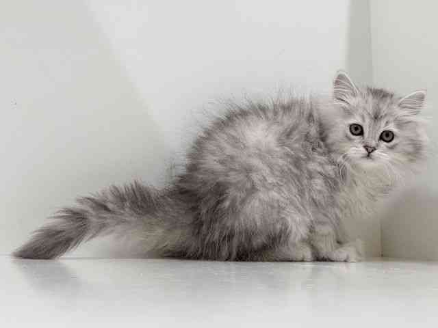 奈良県のミヌエット (ひごペットフレンドリーイオンモール橿原ウエスト・ビレッジ店/2026年1月2日生まれ/女の子/シルバータビー)の子猫の3枚目の画像