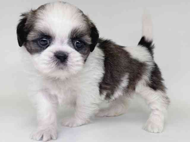 大阪府のシーズー (ひごペットフレンドリー瓜破店/2026年1月13日生まれ/女の子/ホワイトゴールド)の子犬の3枚目の画像