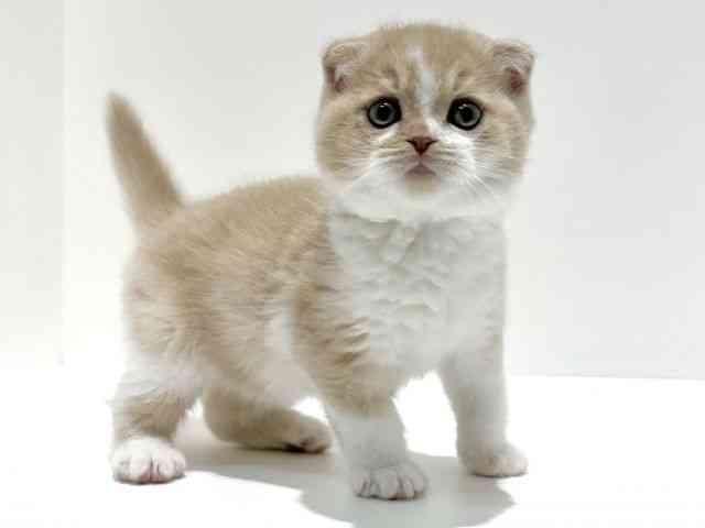 大阪府のスコティッシュフォールド (ひごペットフレンドリーイオン高槻店/2025年12月27日生まれ/男の子/クリームホワイト)の子猫の3枚目の画像