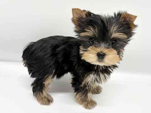 大阪府のヨークシャーテリア (ひごペットフレンドリーイオンタウン豊中庄内店/2026年1月9日生まれ/女の子/スチールブルータン)の子犬の3枚目の画像