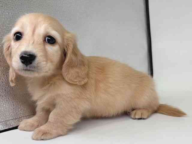 大阪府のミニチュアダックスフンド(ロング) (ひごペットフレンドリー瓜破店/2026年1月13日生まれ/男の子/ゴールド)の子犬の3枚目の画像