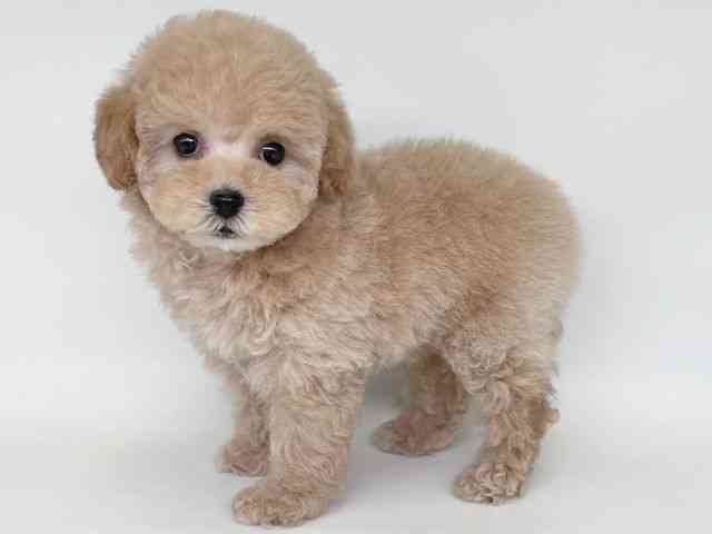 大阪府のトイプードル(トイ) (ひごペットフレンドリー瓜破店/2026年1月13日生まれ/女の子/ペールフォーン)の子犬の3枚目の画像