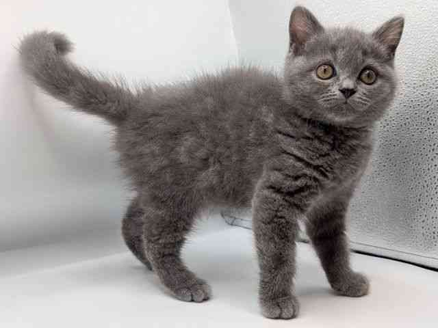 香川県のブリティッシュショートヘアー (ひごペットフレンドリーゆめタウン高松店/2026年1月11日生まれ/男の子/ブルー)の子猫の3枚目の画像