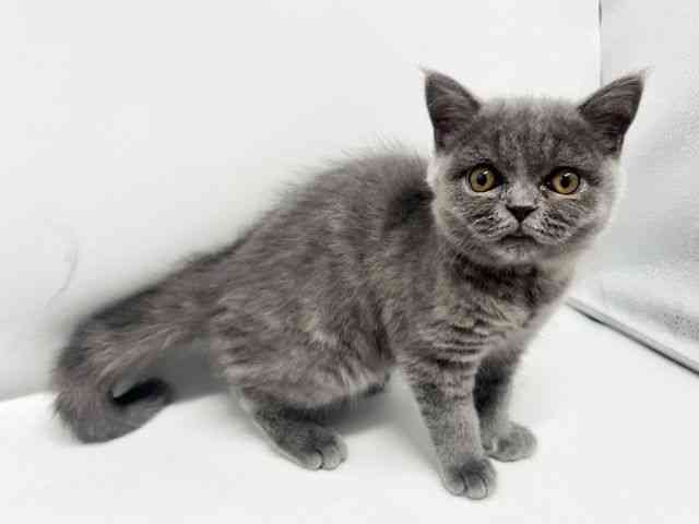 大阪府のブリティッシュショートヘアー (ひごペットフレンドリーイオンタウン豊中庄内店/2026年1月12日生まれ/女の子/ブルー)の子猫の3枚目の画像