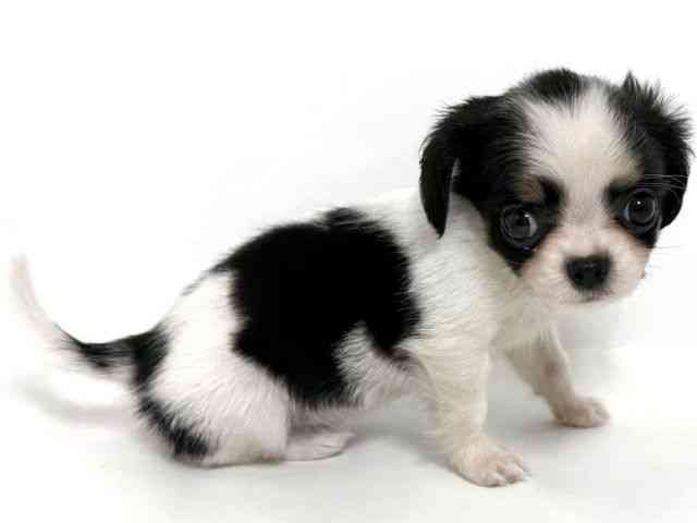 大阪府のキャバチワ/チワキャバ(キャバリア×チワワ) (ひごペットフレンドリーアクロスプラザ住之江店/2026年1月14日生まれ/女の子/トライカラー)の子犬の3枚目の画像