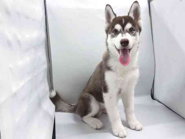 京都府のシベリアンハスキー (ひごペットフレンドリー京都店/2026年1月10日生まれ/男の子/チョコレートホワイト)の子犬の3枚目の画像