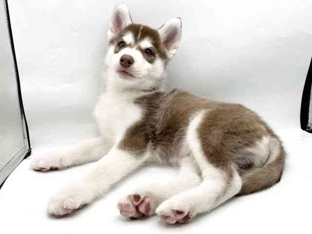 奈良県のシベリアンハスキー (ひごペットフレンドリートナリエ大和高田店/2026年1月10日生まれ/男の子/チョコレートホワイト)の子犬の3枚目の画像