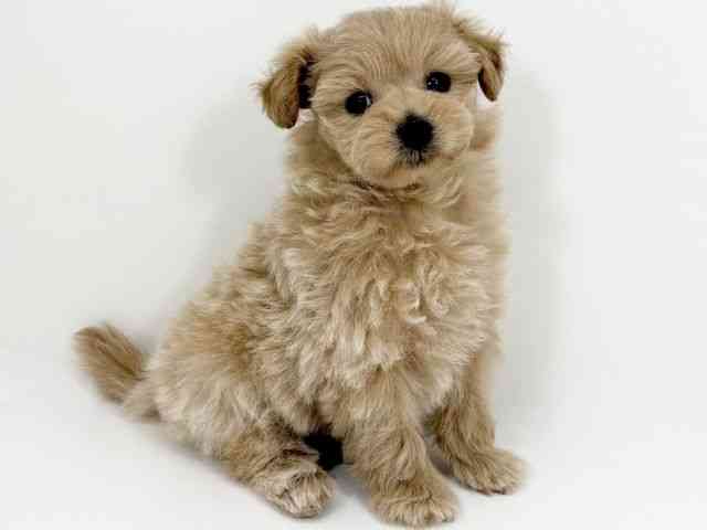 京都府のポメプー(ポメラニアン×プードル) (ひごペットフレンドリーイズミヤショッピングセンター八幡店/2026年1月13日生まれ/男の子/アプリコット)の子犬の3枚目の画像