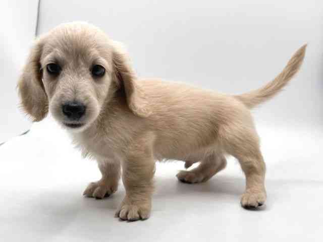 奈良県のミニチュアダックスフンド(ロング) (ひごペットフレンドリー田原本店/2026年1月14日生まれ/男の子/イエロー)の子犬の3枚目の画像