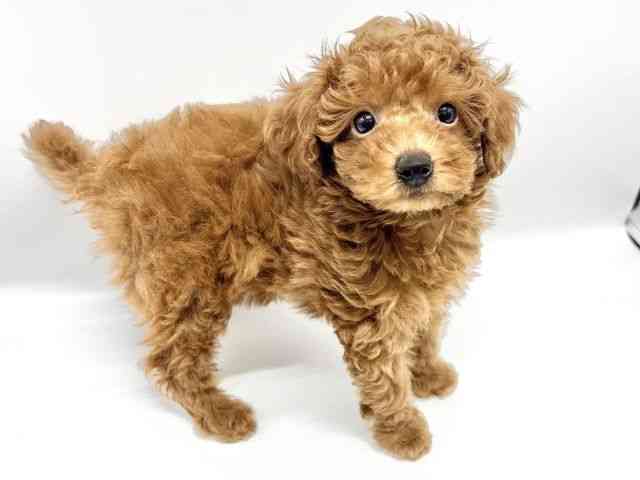 大阪府のトイプードル(トイ) (ひごペットフレンドリーイオンタウン豊中庄内店/2026年1月14日生まれ/女の子/レッドフォーン)の子犬の3枚目の画像