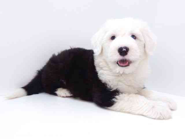 大阪府のオールドイングリッシュシープドッグ (ひごペットフレンドリーいこらもーる泉佐野店/2026年1月14日生まれ/男の子/グレーホワイト)の子犬の3枚目の画像