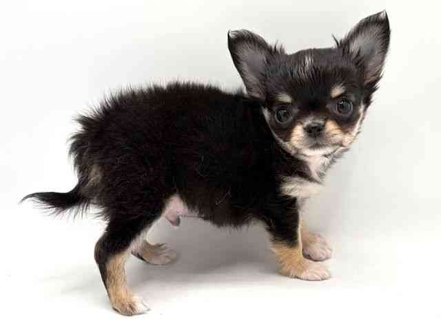 奈良県のチワワ(ロング) (ひごペットフレンドリー田原本店/2026年1月12日生まれ/男の子/ブラッククリームホワイト)の子犬の3枚目の画像