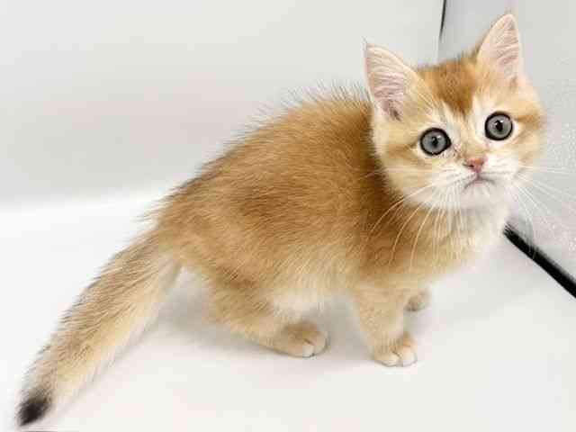 大阪府のブリティッシュショートヘアー (ひごペットフレンドリーイオンタウン豊中庄内店/2026年1月1日生まれ/男の子/チンチラゴールデン)の子猫の3枚目の画像