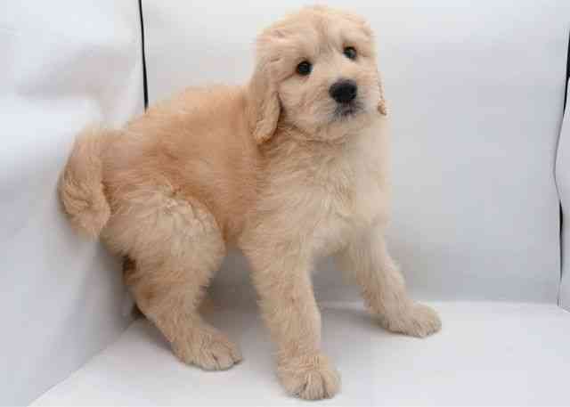 島根県のゴールデンドゥードゥル(ゴールデン×プードル) (ひごペットフレンドリーイオン松江ショッピングセンター店/2026年1月14日生まれ/男の子/アプリコット)の子犬の3枚目の画像